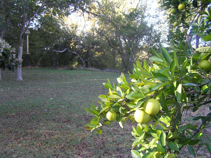 Looking southwest at the confluence of 29 North 96 West, midway back in the photograph, to the left of the fruit tree.