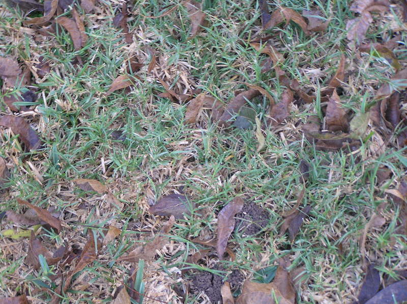 Ground cover at the confluence--grass planted by the landowner, sprinkled with fallen leaves.