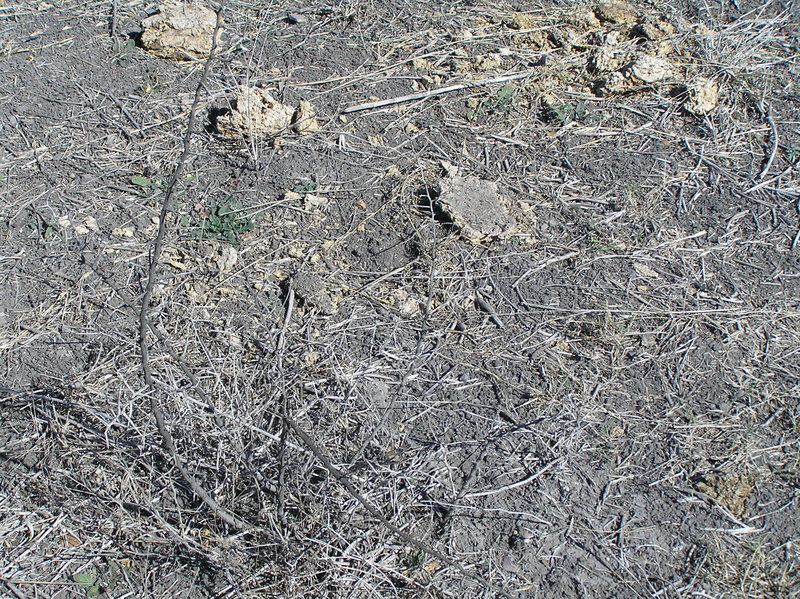 Groundcover at the confluence site.