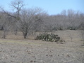 #2: From the confluence, a view of the cactus and surrounding landscape, looking north.