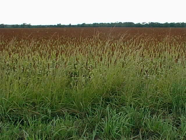 The field containing the confluence