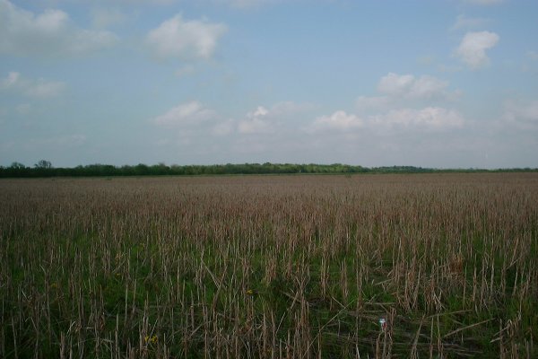 Looking North from the confluence.