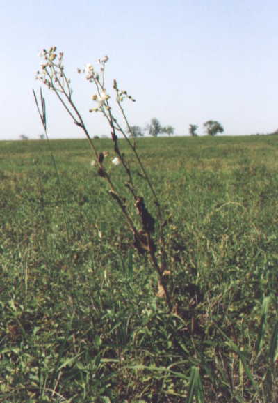 The "Leaning Weed" confluence landmark