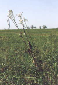 #1: The "Leaning Weed" confluence landmark