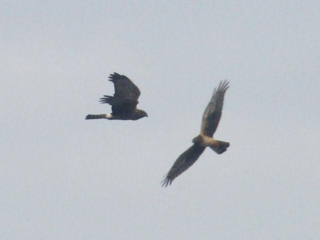 Aerobatic Hawks