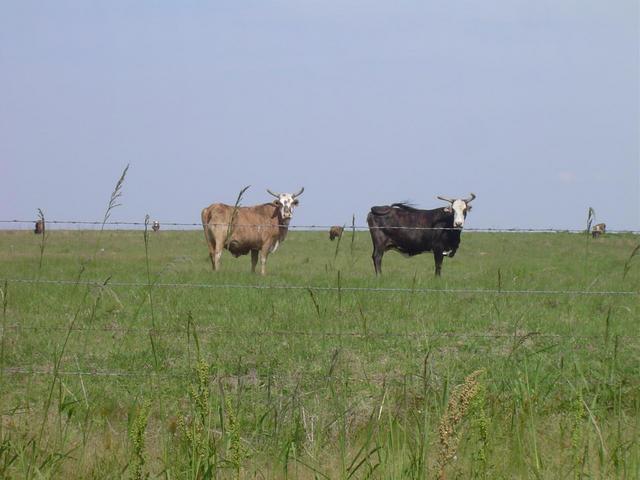 Typical Texas Long Horns