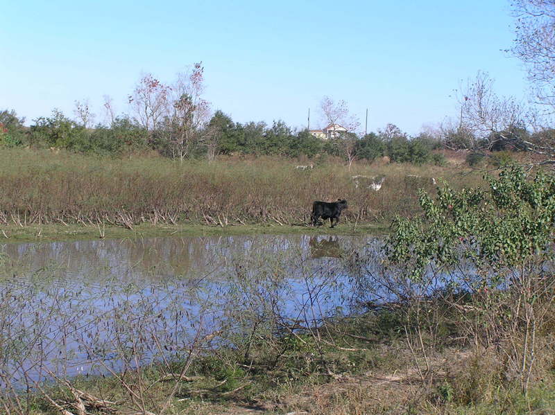 About 120 meters northwest of the confluence, looking northeast.