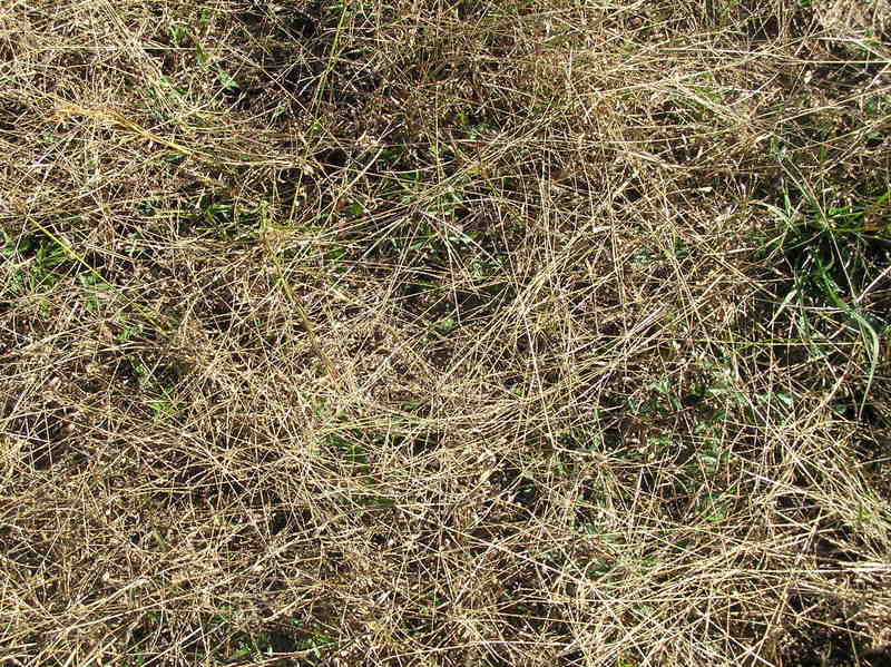 Ground cover at the confluence site.