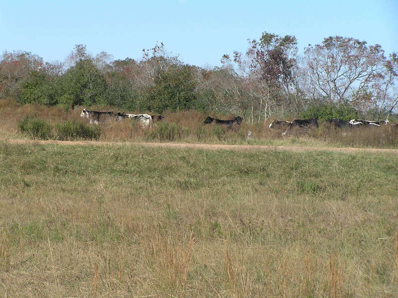 View to the west from the confluence.