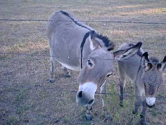 Some of the local creatures