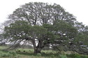 #5: Magnificent live oak 150 meters southwest of the confluence that we passed twice during our trek to the point.