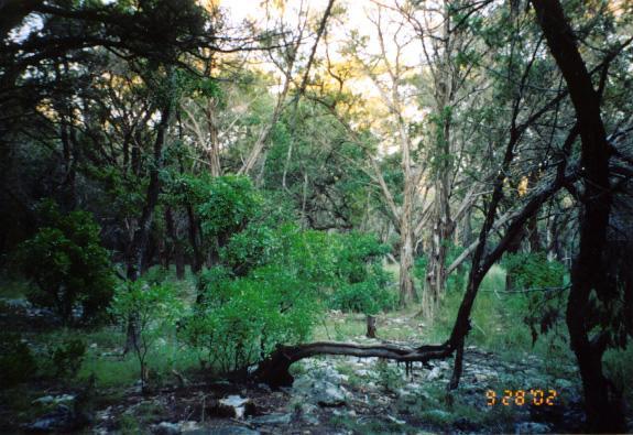 Looking east from confluence