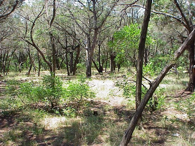 View to the south from the confluence point.