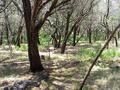 #2: View to the west from the confluence.