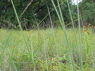 #1: View from the grassy confluence to the south.