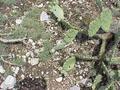 #5: Ground cover at the confluence site includes prickly pear, live oak, and juniper.