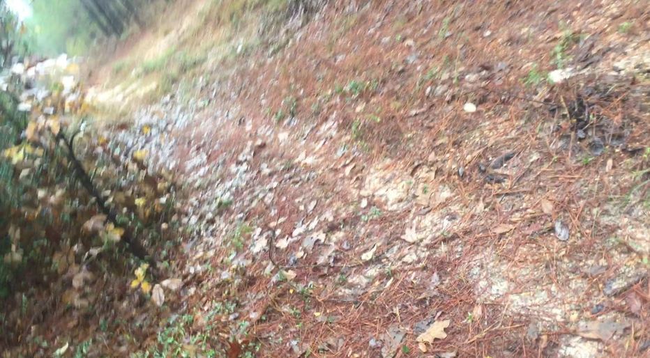 Ground cover at the confluence site.