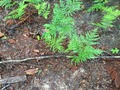 #4: Ground cover at the confluence site.