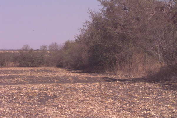 View from confluence along fence row toward the East and Texas Rt. 77 (10/1999)