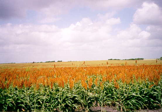 Summer view of the confluence area (Summer 1999)