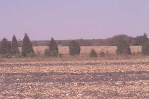 #1: View from the confluence toward the north, Burlington water tower on horizon, juniper patch (10/1999)