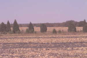 #1: View from the confluence toward the north, Burlington water tower on horizon, juniper patch (10/1999)