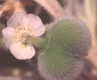 #2: Snow-on-the-Prairie, cyathium with pistillate flower setting fruit