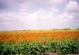 #5: Summer view of the confluence area (Summer 1999)