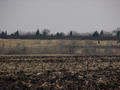 #5: The tree line where the confluence is located is seen in the distance.