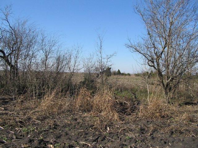 Looking north through treeline