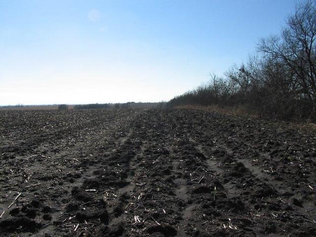 Looking west along treeline