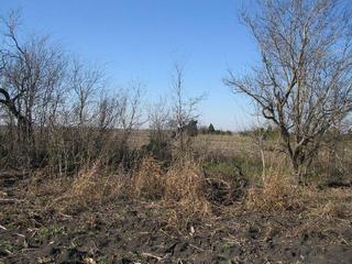 #1: Looking north through treeline