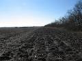 #4: Looking west along treeline