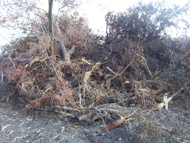 Brush pile