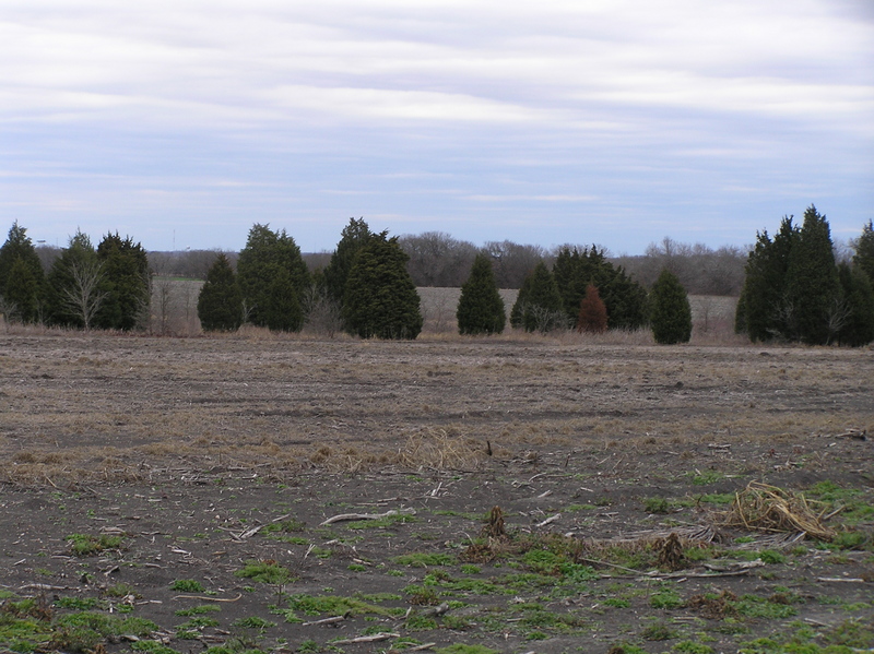 View of the junipers, the most prominent feature of 31 North 97 West, looking northeast.