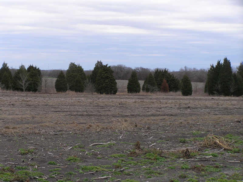 View of the junipers, the most prominent feature of 31 North 97 West, looking northeast.