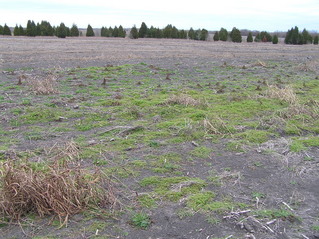 #1: Confluence of 31 North 97 West in the foreground, looking northeast.
