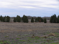 #2: View of the junipers, the most prominent feature of 31 North 97 West, looking northeast.