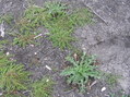 #7: Ground cover at confluence site.