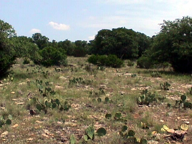 Looking east from site