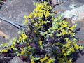 #6: Yellow flowers at site