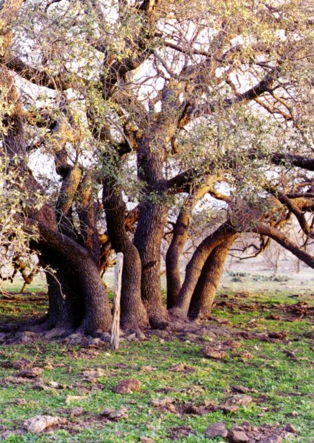 Multi-trunk live oak near confluence.