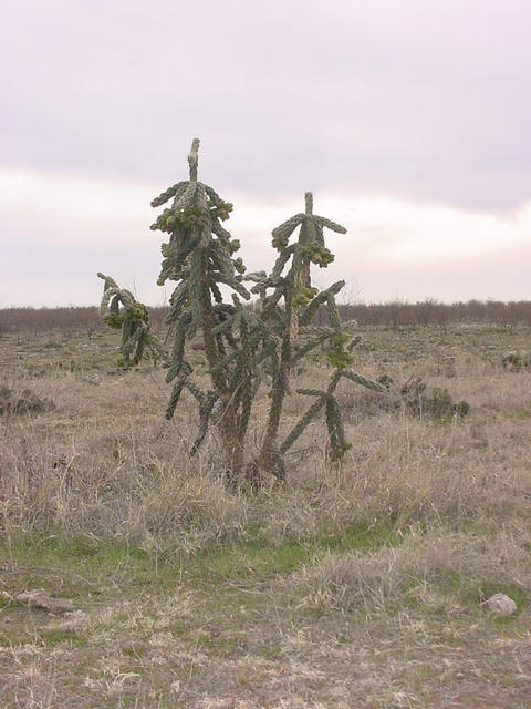 A cactus plant near the confluence.