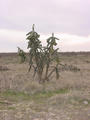 #7: A cactus plant near the confluence.