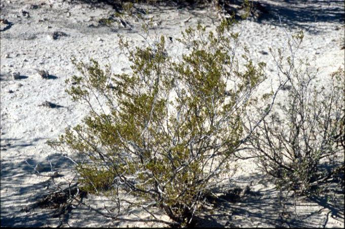 Agarita bush located at confluence