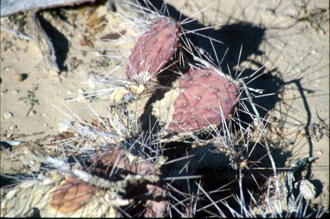 Red prickly pear