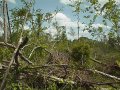 #2: Fallen trees, passing clouds