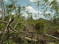#2: Fallen trees, passing clouds