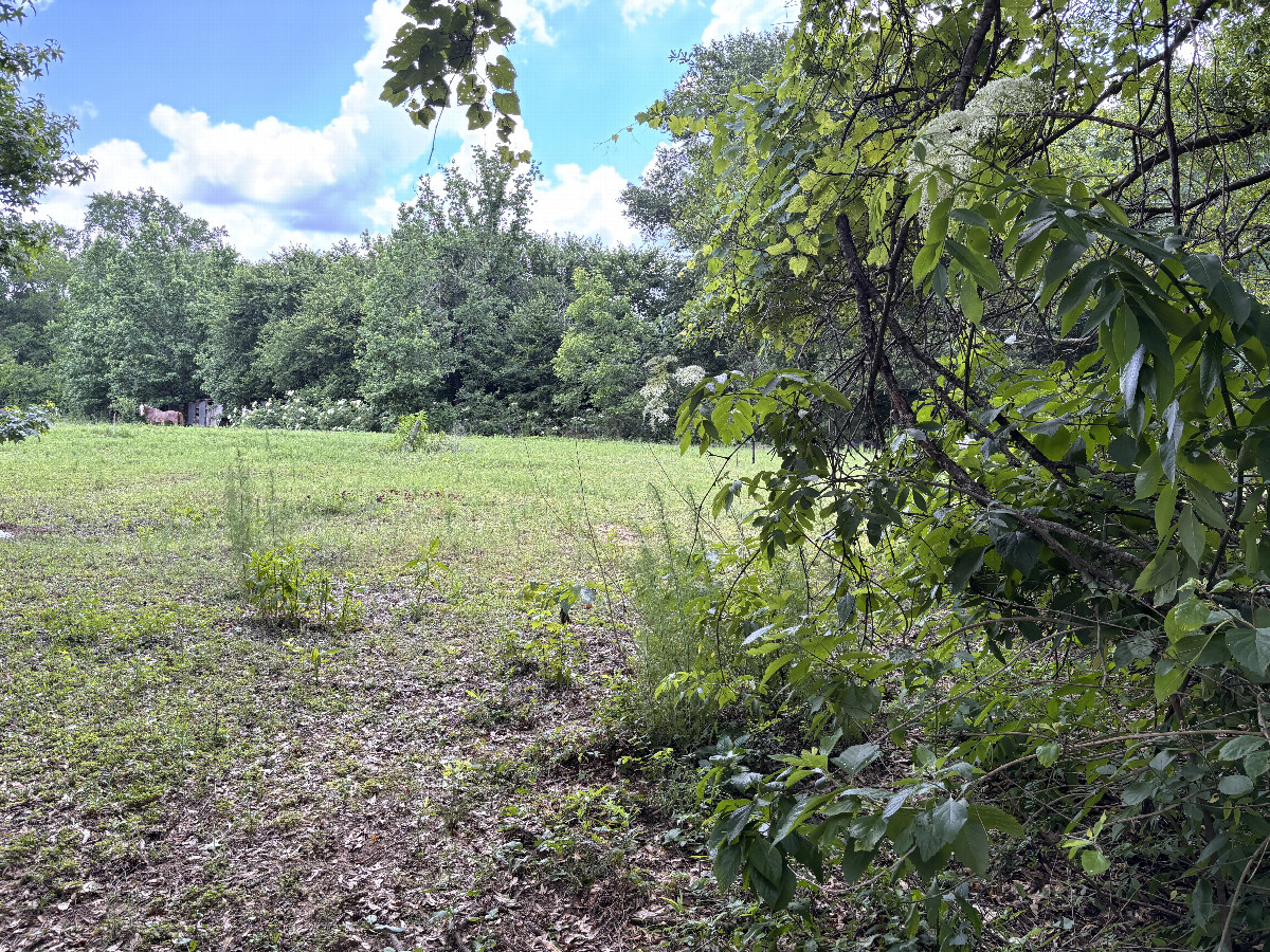 Looking north from the grove of trees into the pasture.