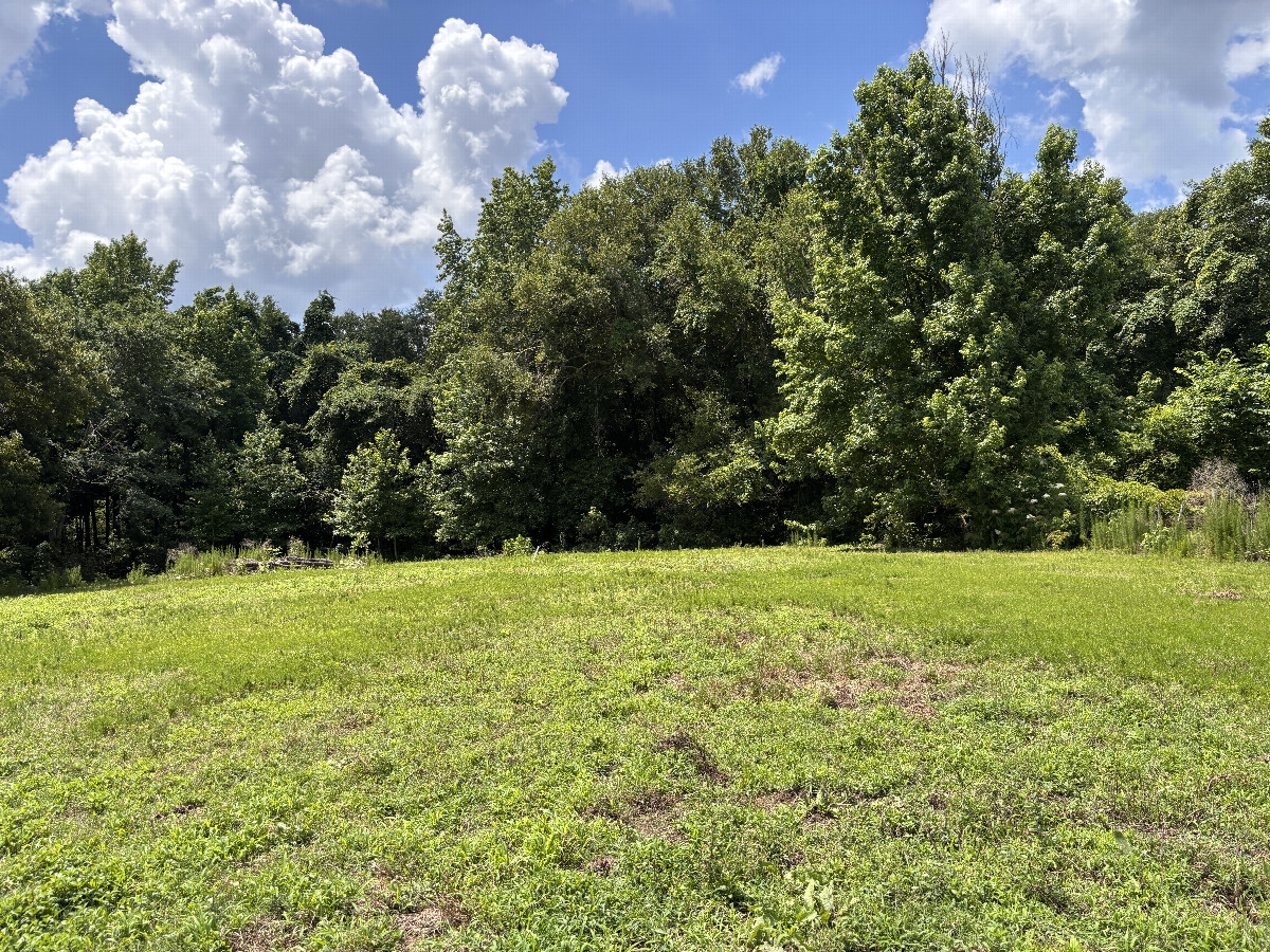 The trees where the confluence lies, in the right grove in this photo.